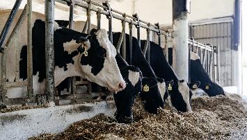В 2022 году «Агрокомплекс» получил  338 тыс. тонн молока