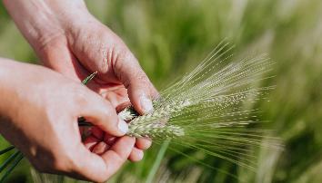 «Агрокомплекс» приступил к уборке озимых зерновых